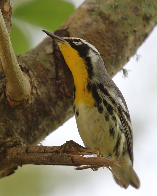 IMG_9924res.JPG