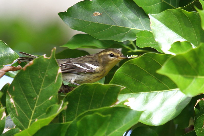 IMG_9963res.JPG