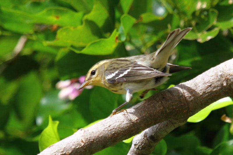 IMG_9994res.JPG