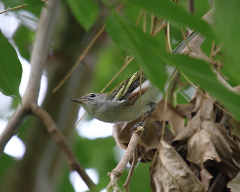 IMG_9955res.JPG