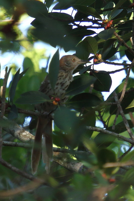 IMG_8990res.JPG