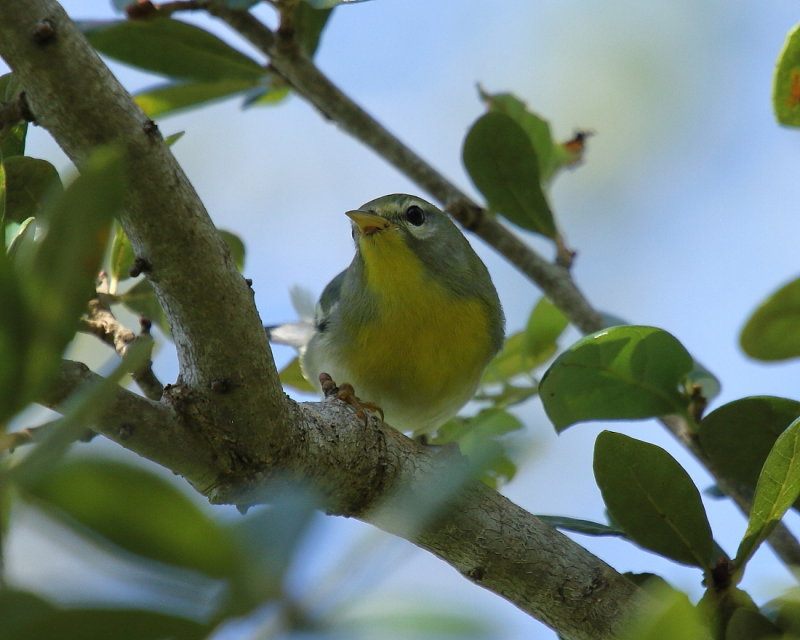IMG_9038res.JPG