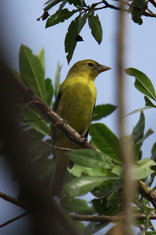 IMG_9143res.JPG