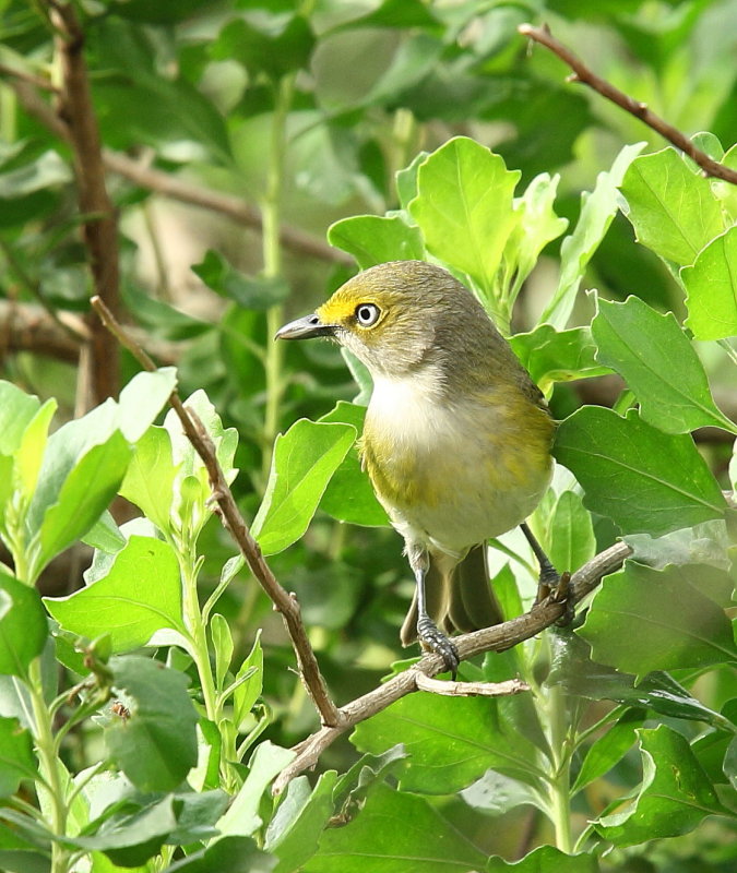 IMG_6475res.JPG