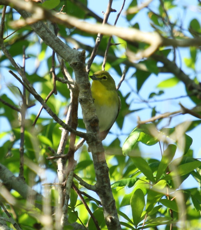 IMG_6886res.JPG