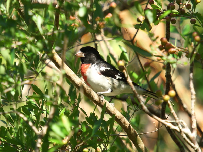 IMG_7258res.JPG