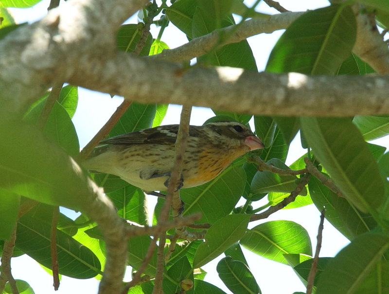 IMG_7375.JPG