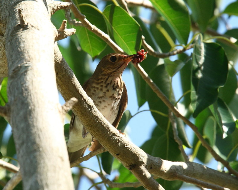 Swainsons Thrush