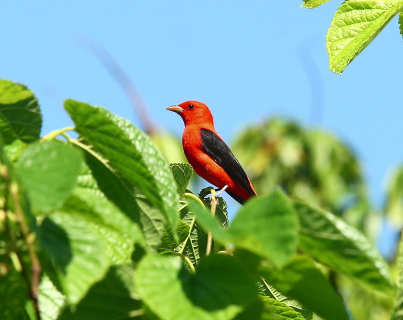 Scarlet Tanager