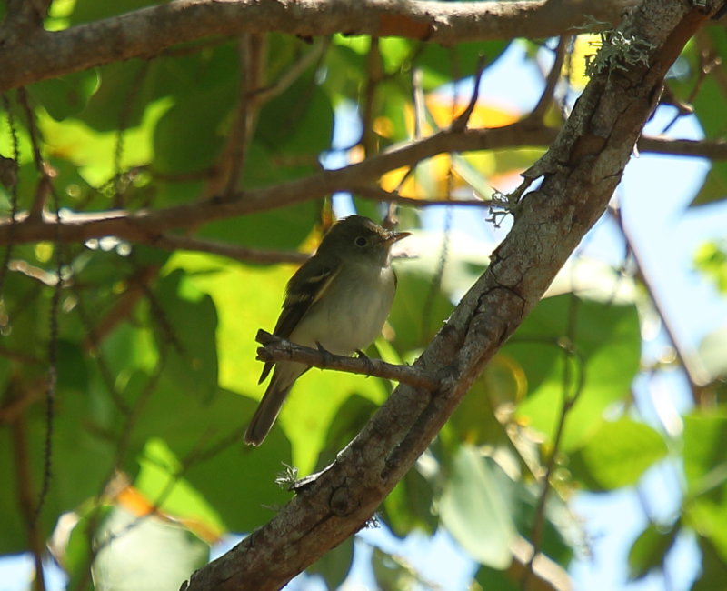 Acadian Flycatcher