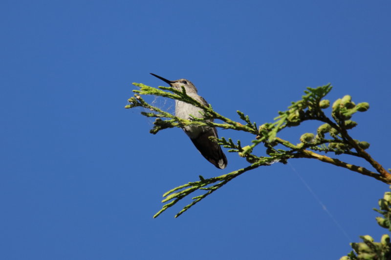 Anna's Hummingbird