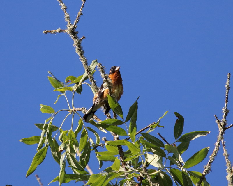 Black headed Grosbeak