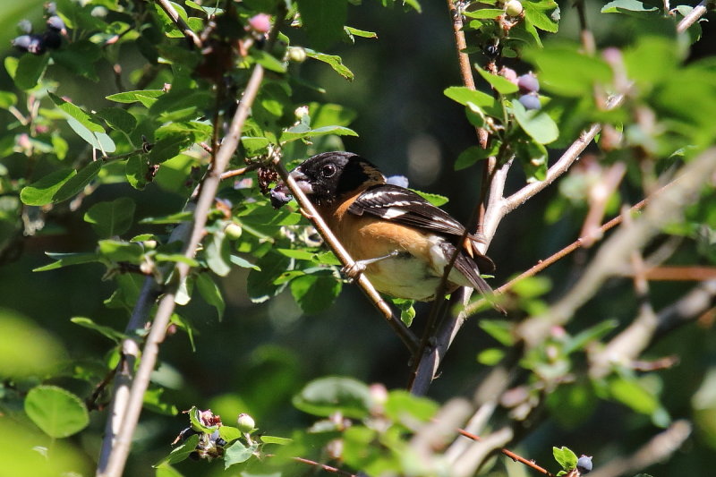 Black headed Grosbeak