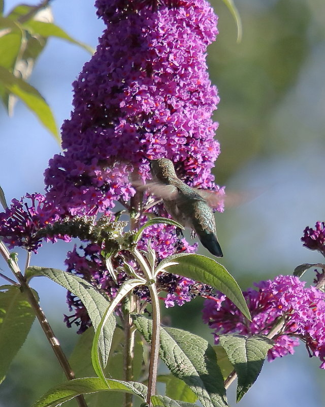 Anna's Hummingbird