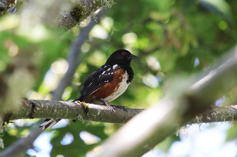 Spotted Towhee