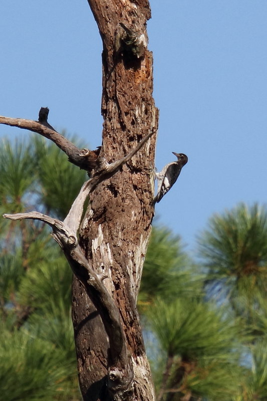 Juvenile red headed woodpeckers
