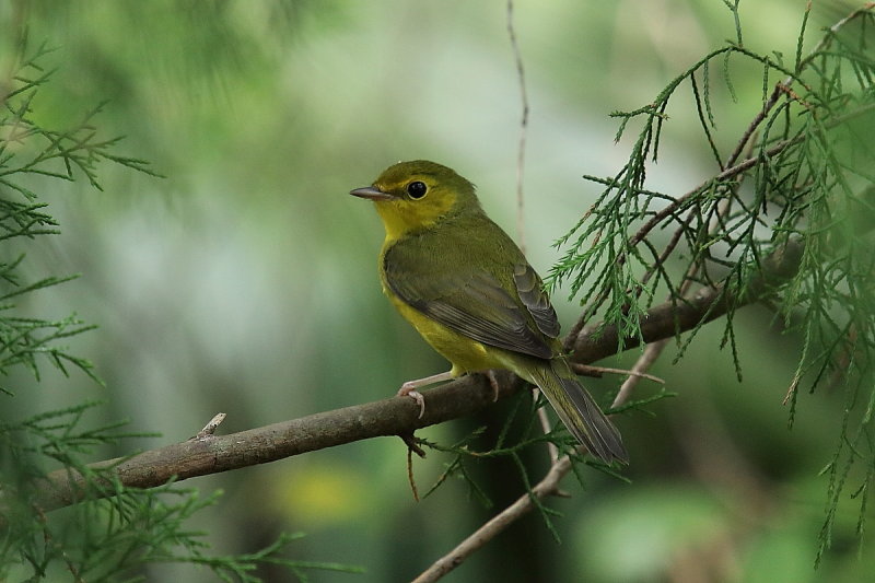 Hooded warbler