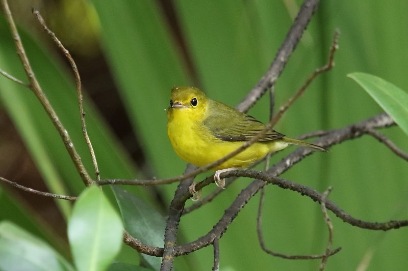 Hooded warbler