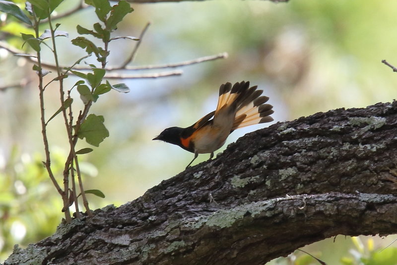 American Redstart