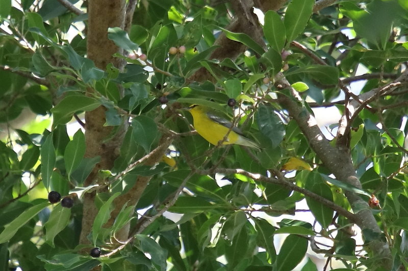 Bluewing Warbler