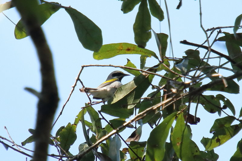 Goldenwing Warbler