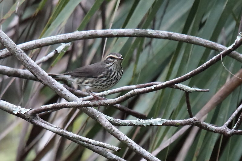 Northern Waterthrush