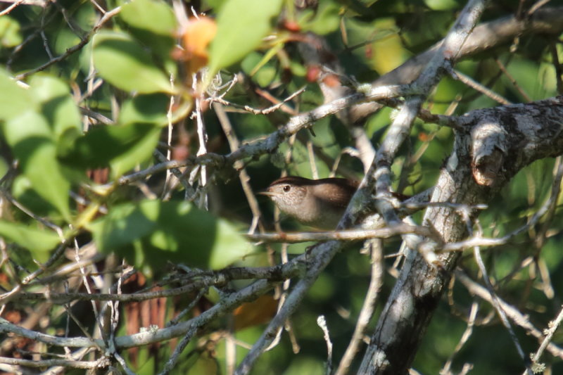 House Wren