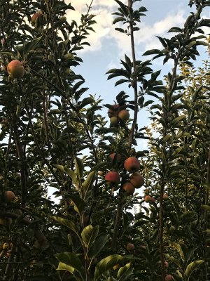 Apple farms in Mastung.jpg