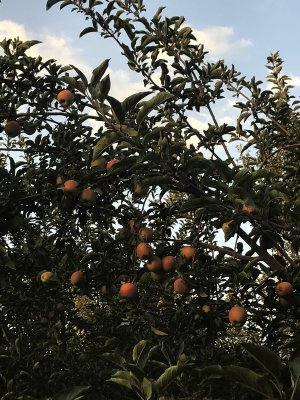 Apple farms in Mastung.jpg