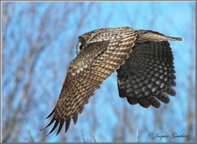 Chouette lapone ( Great Gray Owl )