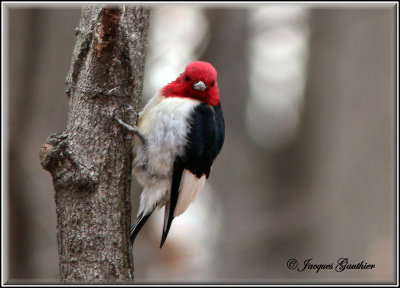 Pic a tte rouge ( Red-Headed Woodpecker )