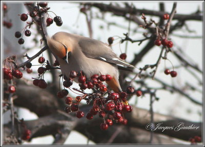 Jaseur boral ( Bohemian Waxwing )