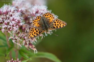 Queen of Spain Fritillary
