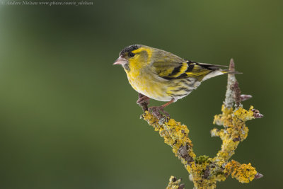 Eurasian Siskin