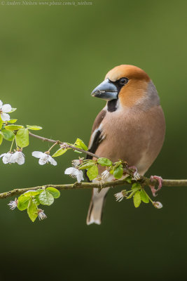 Hawfinch