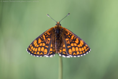 Heath Fritillary