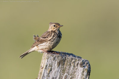 Skylark