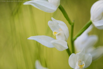 Narrow-leaved Helleborine