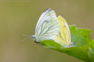 Green-veined White