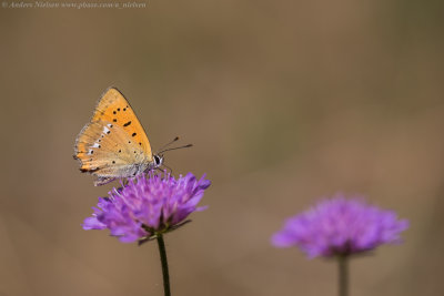 Scarce Copper