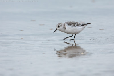 Sanderling