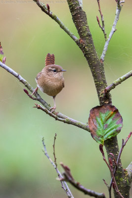 Winter Wren