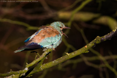 European Roller