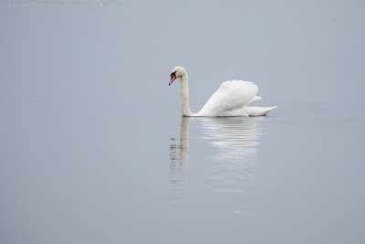 Mute Swan