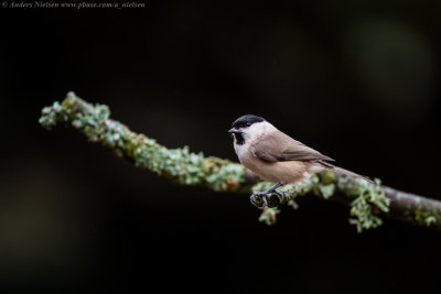 Marsh Tit