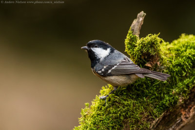 Coal Tit