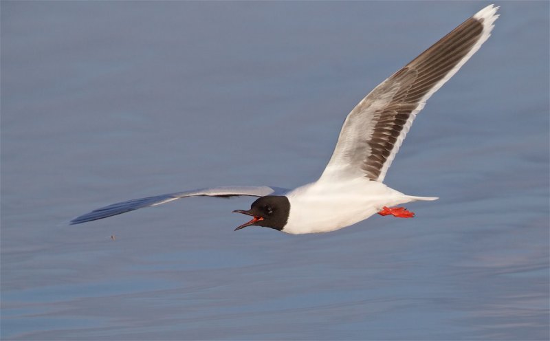 Dwergmeeuw/Little Gull