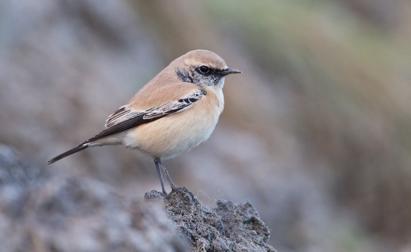 Woestijntapuit/Desert Wheatear