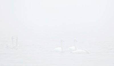 Wilde Zwaan/Whooper Swan