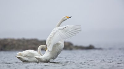 Wilde Zwaan/Whooper Swan